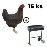 Čierna mládka Horal 15 ks + záhradný gril TEXAS ZADARMO