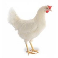 Mládka biela Lohman