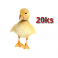 20x Husokačka Mulard 10 dní
