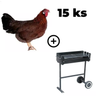 Mládka Vlaška jarabica 15 ks + záhradný gril TEXAS ZADARMO