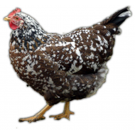 Švédska kvetinová sliepka