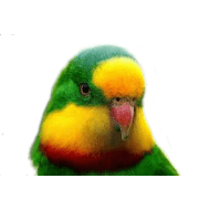 Papoušek nádherný