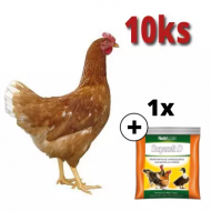 Hnedá mládka Dominant 10 ks + Supervit D 100 g ZADARMO