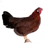 Mládka Vlaška jarabica