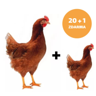 Hnedá mládka Lohman 20 + 1 ks mládka ZADARMO