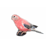 Traváček Bourkův - neoféma Bourkova