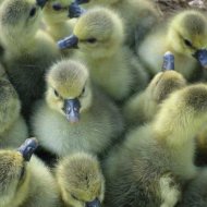 House Landeské 7 dní