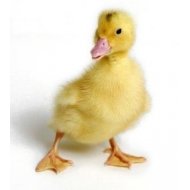 Husokačka Mulard 10 dní