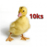 10x Husokačka Mulard 10 dní