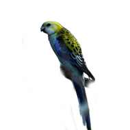 Rosela modrá - Penant