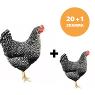 Mládka Kropenatá 20 + 1 ks mládka ZADARMO