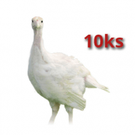 10x Morčatá Brojlerové 8 týždňov