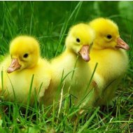 House Brojlerovej 10 denný