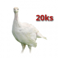 20x Morčatá Brojlerové 11 týždňov