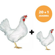 Mládka biela Leghorn 20 + 1 ks mládka ZADARMO