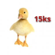 15x Kačica Pekinská 10 dní