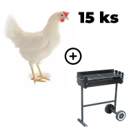 Mládka biela Lohman 15 ks + záhradný gril TEXAS ZADARMO
