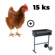 Hnedá mládka Isabrown 15 ks + zahradný gril TEXAS ZADARMO