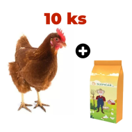 Hnedá mládka Isabrown