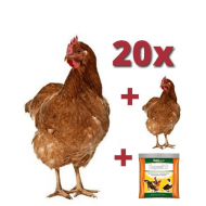 Sliepka Isabrown 20 + 1 ks sliepka ZADARMO