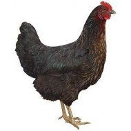 Čierna mládka Horal