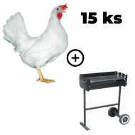 Mládka biela Leghorn 15 ks + záhradný gril TEXAS ZADARMO