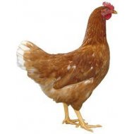 Hnedá mládka Dominant