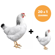 Mládka Sussex 20 + 1ks mládka ZADARMO