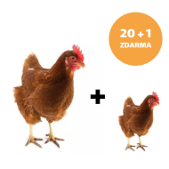 Hnedá mládka Isabrown 20 + 1 ks mládka ZADARMO