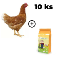 Hnedá mládka Dominant