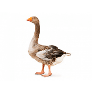 Hus landeská chovná