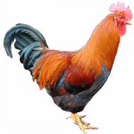 Velsumka kohút zdrobnená