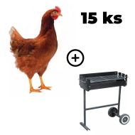 Hnedá mládka Lohman 15 ks + záhradný gril TEXAS ZADARMO