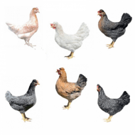 Mládka Kalimero Green