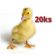 20x Husokačka Mulard 21 dní