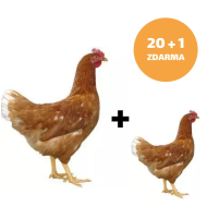 Hnedá mládka Dominant 20 + 1 ks mládka ZADARMO