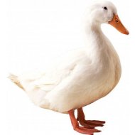 Kačica Pekinská 21 dní