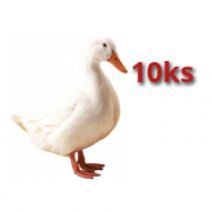 10x Kačica Pekinská 21 dní