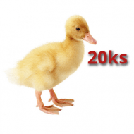 20x Kačica Pekinská 16 dní