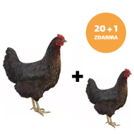 Čierna mládka Horal 20 + 1 ks mládka ZADARMO