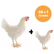 Mládka biela Lohman 20 + 1 ks mládka ZADARMO