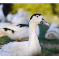 Husokačka Mulard vykŕmená