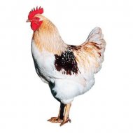 Kohút Dominant - rôzne farby