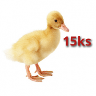 15x Kačica Pekinská 16 dní