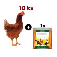Hnedá mládka Lohman 10 ks + Supervit D 100g ZADARMO