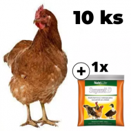 Sliepka Isabrown 10 ks + kŕmna zmes K3 ZADARMO