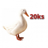 20x Kačica Pekinská 21 dní