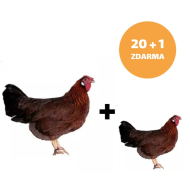 Mládka Vlaška jarabica 20 ks + 1 ks mládka ZADARMO