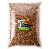 Sušený múčny červ