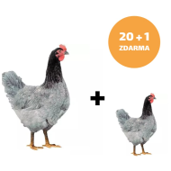 Mládka Modrá 20 + 1ks mládka ZADARMO